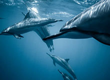 九游体育官网登录：开启专属游戏世界的入口